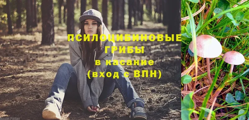 кракен ТОР  Бронницы  Псилоцибиновые грибы Psilocybine cubensis  продажа наркотиков 